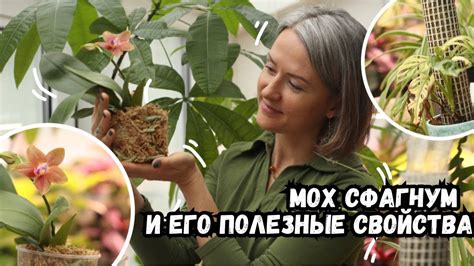 Полив как главный фактор заботы о мохе сфагнум