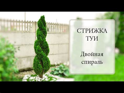 Полив туями: правила и рекомендации