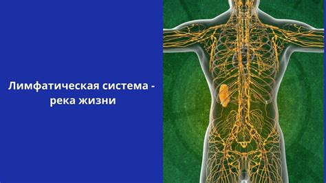 Полноценный сон для эффективной работы лимфатической системы