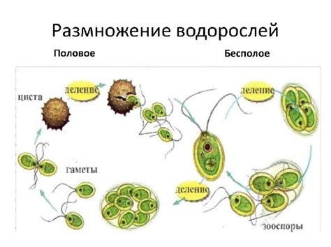 Половое размножение и связанные с ним ритуалы могут стимулировать мух садиться друг на друга
