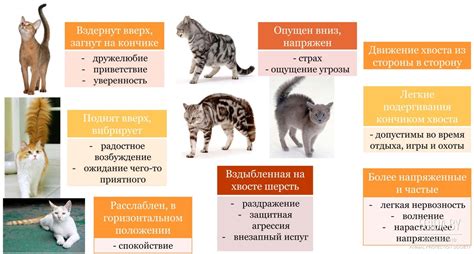 Половое созревание и его влияние на поведение кота