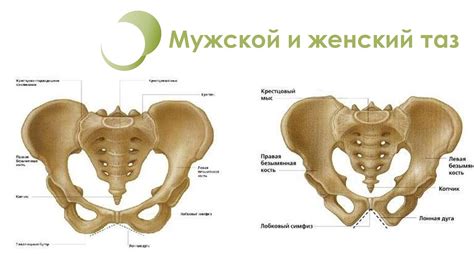 Половые различия: почему мужчины крупнее и сильнее женщин
