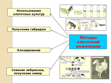 Получение клеточной схемы