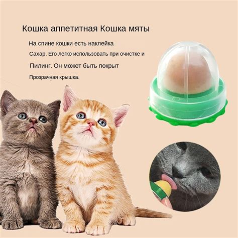 Польза и возможные проблемы при использовании кошачьей мяты