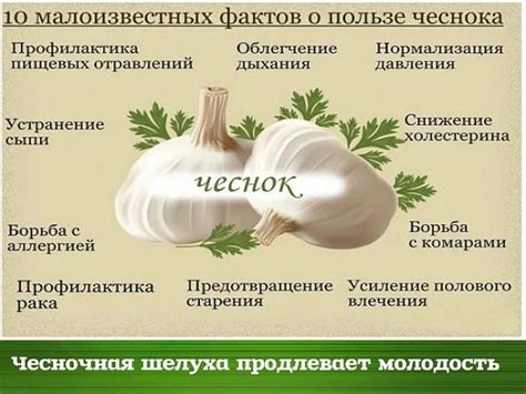 Польза и применение сушеного чеснока