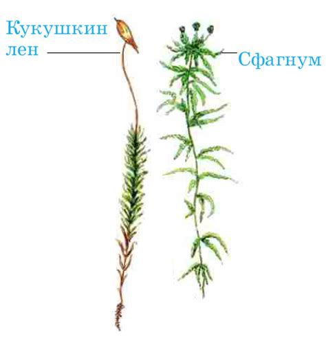 Польза кукушкинего льна и сфагнума для человека