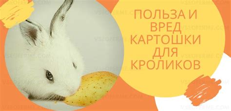 Польза сырой картошки для кроликов