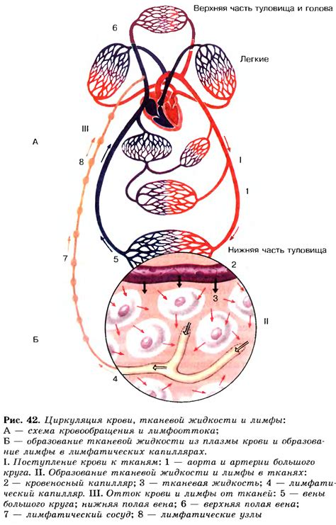 Пониженная циркуляция крови