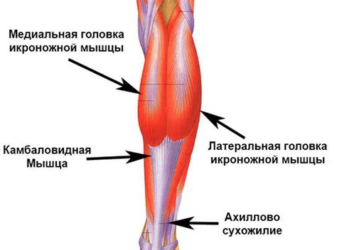 Пониженное кровообращение в икроножных мышцах