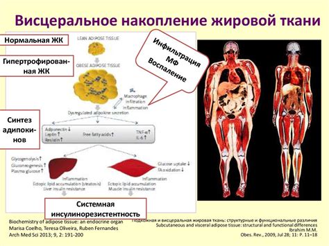 Понимание функций и особенностей жировой ткани