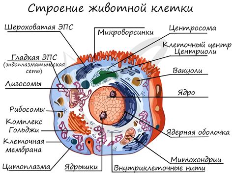 Понятие юлинка и ее важность