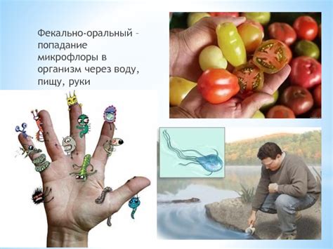 Попадание токсинов в пищу