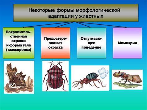 Популярные адаптации