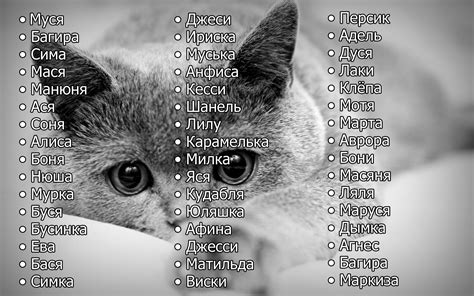 Популярные имена: топ-10 самых популярных имён для кошек-девочек