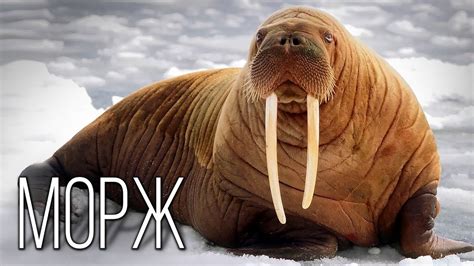 Популярные имена у моржей