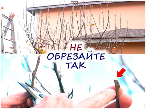 Популярные ошибки при обрезке