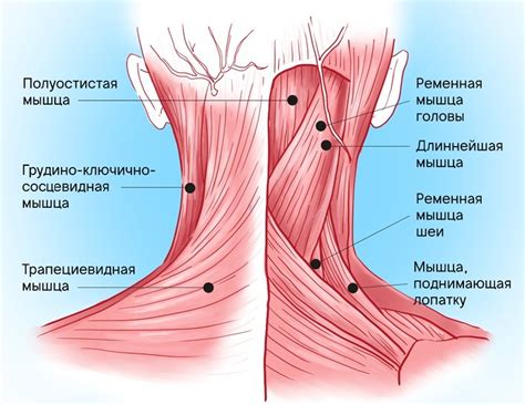 Популярные ошибки при тренировке шейных мышц