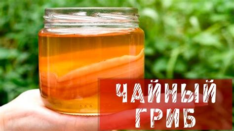Популярные рецепты приготовления напитка с чайным грибом