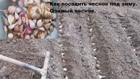 Посадка замоченного чеснока: основные шаги и рекомендации