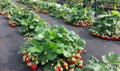 Посадка и размножение клубники весной: оптимальные сроки и способы