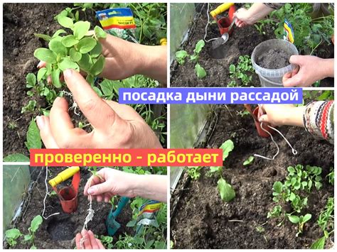 Посадка рассады в полутень