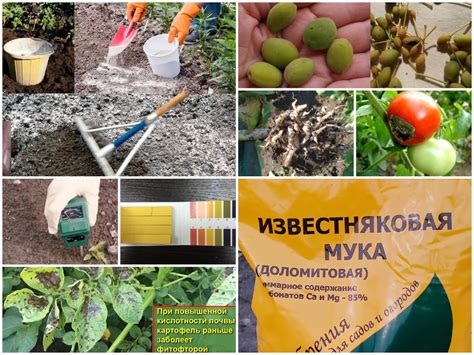 Посевы, наиболее подходящие для обработки доломитовой мукой
