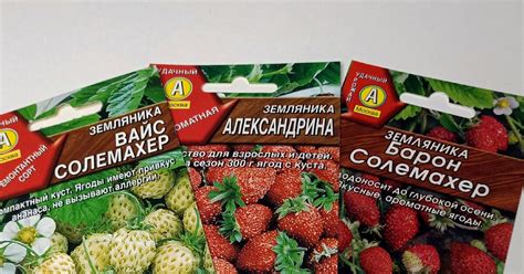 Посев и уход за ягмой