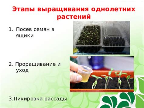 Посев семян и пересадка рассады