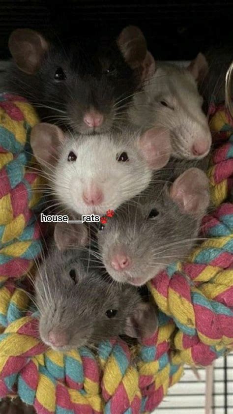 Последствия для Хауса Йоло