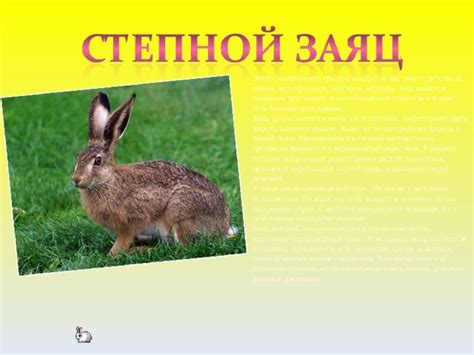Последствия массового освобождения кроликов в степной местности