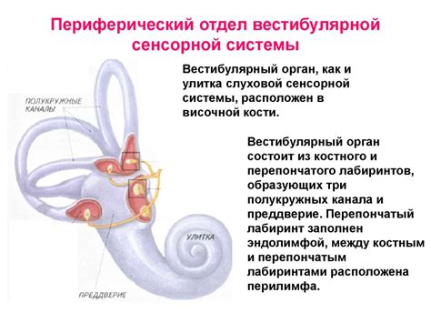 Последствия недостаточности вестибулярной системы
