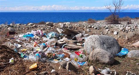 Последствия экспансии водорослей для окружающей среды