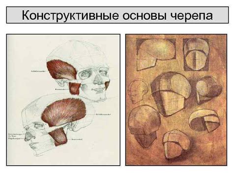 Построение основы черепа