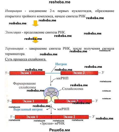 Постройте основу визира