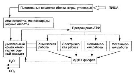 Потери энергии и питательных веществ