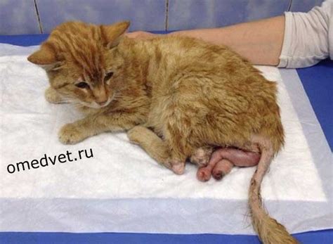 Потеря крови у кошки после родов