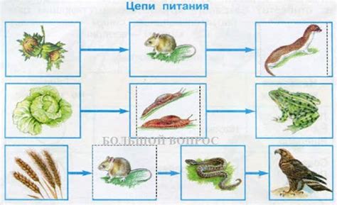 Почему аквариумы имеют короткие цепи питания