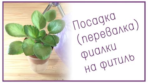 Почему важно использовать фитиль для фиалки