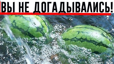 Почему важно проверять арбуз на наличие нитратов
