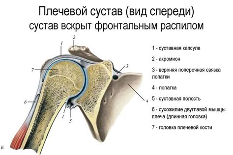 Почему возникают боли в плечевых суставах и как с ними бороться