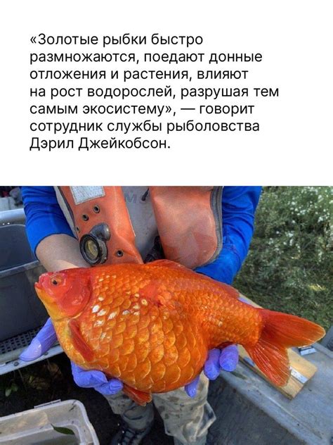 Почему золотая рыбка не цветет