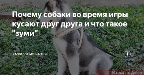 Почему зомби кусают, а не едят друг друга