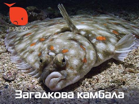 Почему камбала так популярна