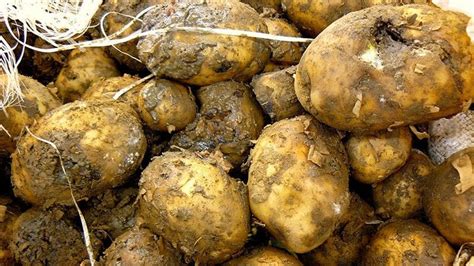 Почему картошка покрывается плесенью: причины и способы предотвращения