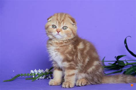 Почему кастрирование важно для вислоухих шотландских кошек