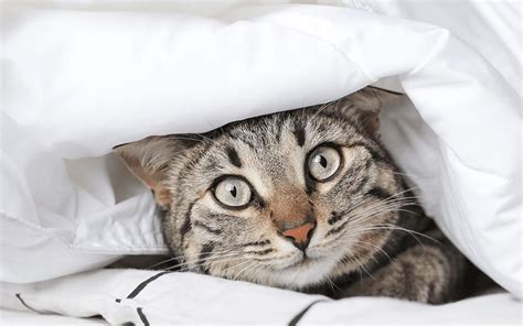 Почему котенок боится и прячется