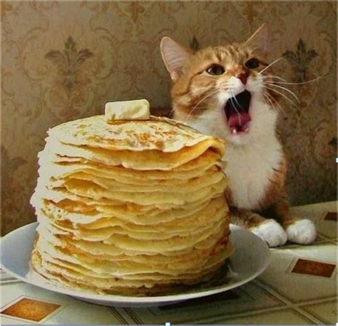 Почему коту бурлит живот: причины и рекомендации