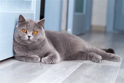 Почему коты британцы орут по ночам