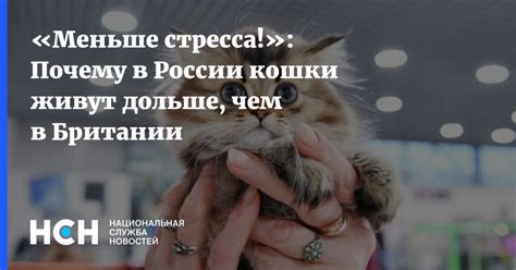 Почему кошки живут меньше чем люди