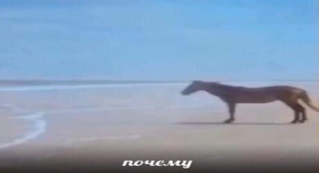 Почему лошадь так назвали